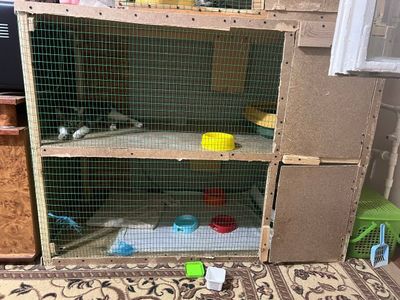Большой вольер кошкам