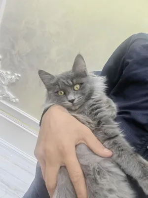 Кот породистый отдам даром почти