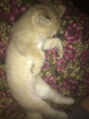 Mushu zotdor topib oldindi