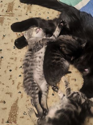 Отдаю котяток в добрые руки