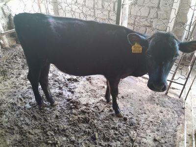 Angus gʻunojincha sotiladi