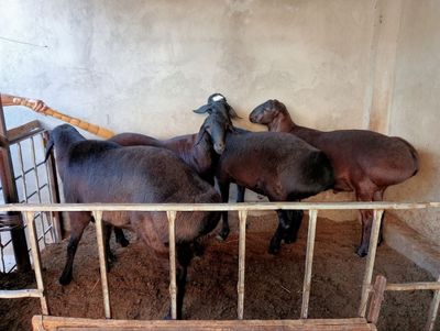 Dumbalari kottagina qoy bor