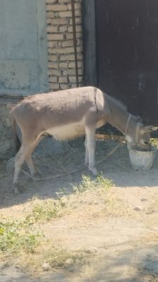 Она бола эшак сотилади