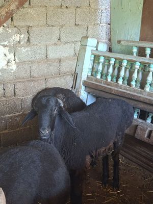 Qoʻylar Sotiladi Uyda boqilgan