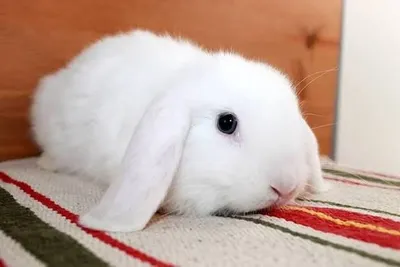 Продам Кролика за символическую плату