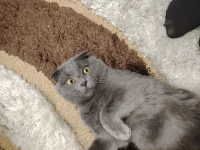 Мушук сотилади фолд