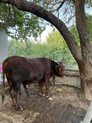 Buqa sotiladi 35 mln