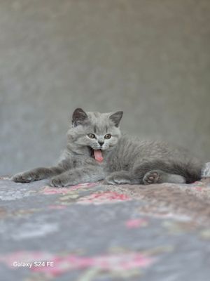 Британская девочка