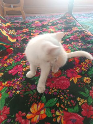 bu muwuk 1000000lik muwuk lekin men sizga arzonga