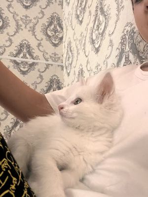 3 ойлик киз бола мушук