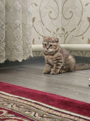 Котёнок девочка 2 месяц