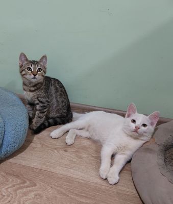 Продаются белые котята