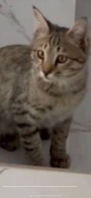 Кот мальчик очень ласковый