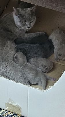 Котята британцы для продажи