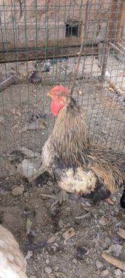 Brama xoʻroz sogʻlom yoshi 1,5