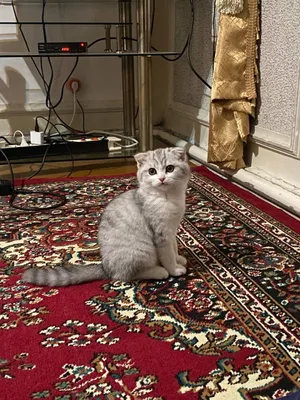 Серебристый шиншилла