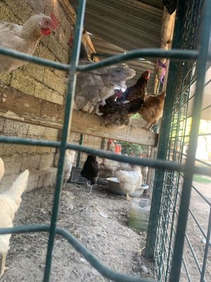 Продаются домашние куры, несущие яйца. 26 кур и 1 петух.