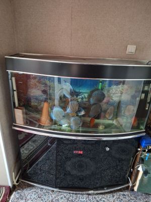 Дискусы взрослые