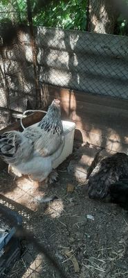 Продаются куры брама разных цветов.