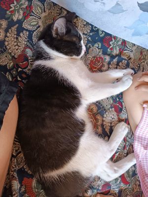 Продаётся кошка 6 месечный