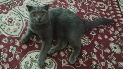 Скотиш страит мальчик готов для спаривания.Очень красивый цвет животно