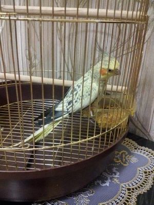 Продам двухмесячную самочку (кореллу). Кушает самостоятельно