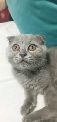 Срочно продаются кошки . По скидке!