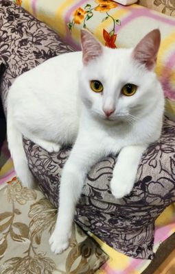 Пристраивается котик,7 месяцев