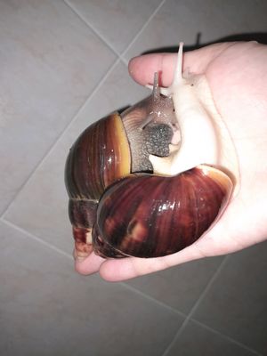 Axatina fulika albinoz va standart (5sm-9smgacha)