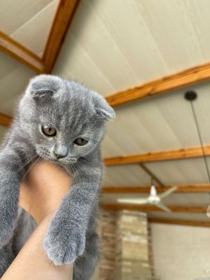 Котенок скотиш страйт девочка чистокороная