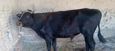Buqa sotiladi 23 milion 2yoshar