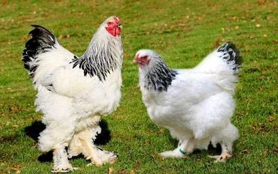 Петух и курица брама
