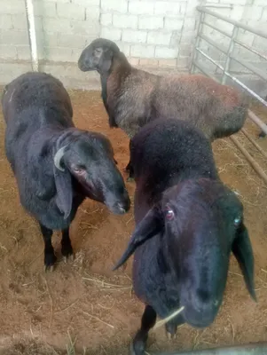 Qochqorla bor exsonga aqiqaga