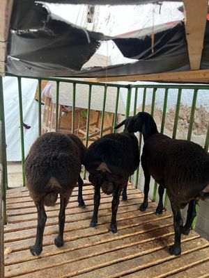 Xisori qozi qochqorcha