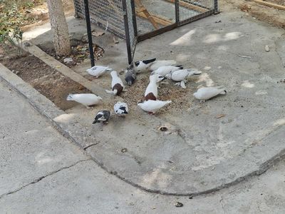 Каптар сотилади срочно