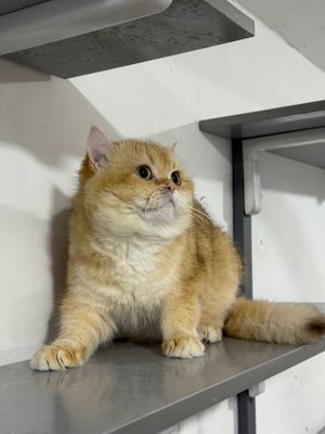 Золатой шиншила кот
