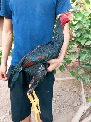 Turk+koreya fevral
