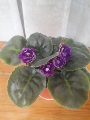 Фиалки (Комнатные растения)