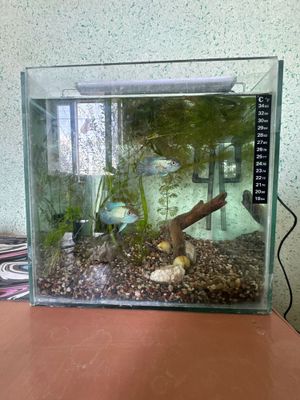 30х30х30 kub aquarium