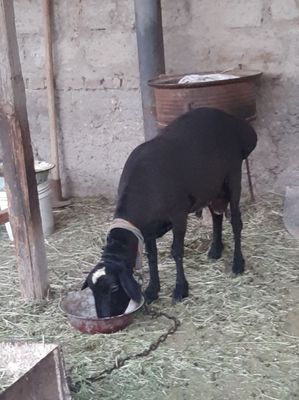 Qo'chqorlar sotiladi