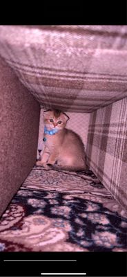 кошка золотой шиншилла скотш фолд