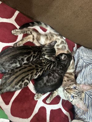 Бенгальские котята
