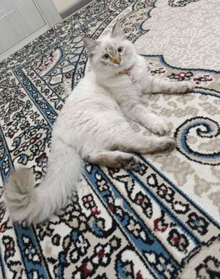 Mushuk ragdoll bonusi bilan