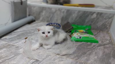 Продаётся Сотилади