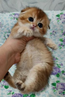 Продаётся чистокровный котёнок скоттиш-фолд мальчик