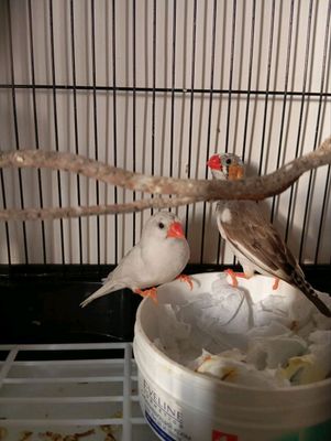 Амадинов птички