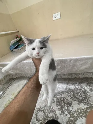 Мушук парода американский керл