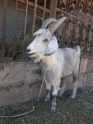sarka echki sotiladi narxi kelishiladi