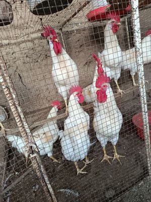 xoʻrozlar qushlar uy xoʻrozlar