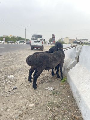 Qurbonlikka qoʻy sotiladi
